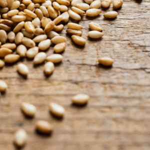 SSeeds 01